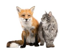 Fuchs und Katze